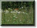 2012-06-24-BALADE-STE GENEVIEVE028.jpg